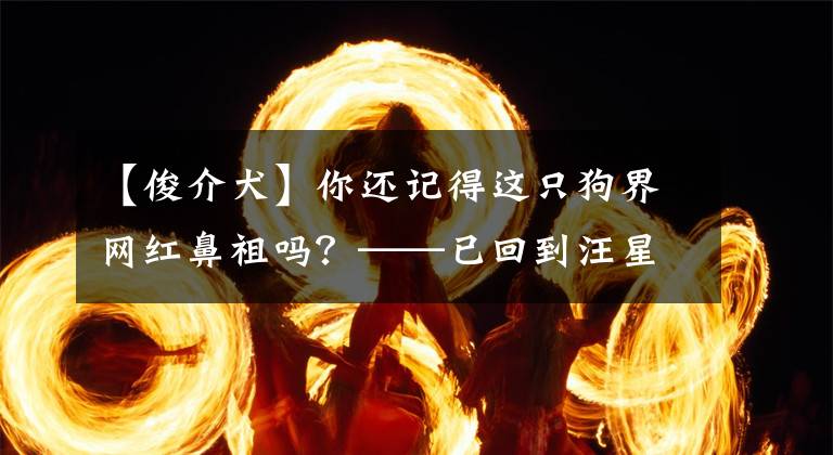 【俊介犬】你還記得這只狗界網(wǎng)紅鼻祖嗎？——已回到汪星球的汪星人俊介