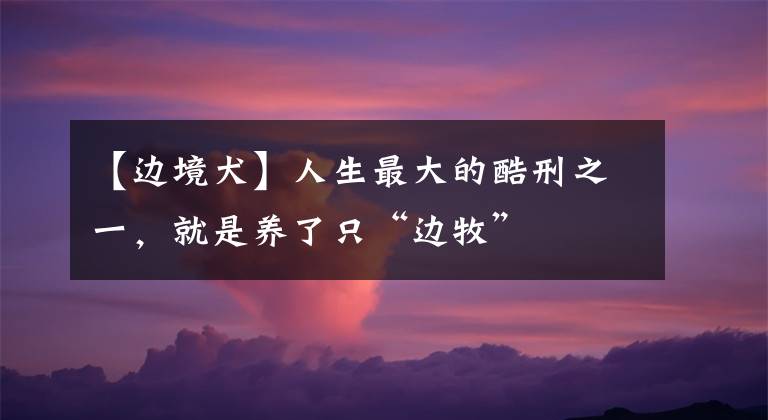 【邊境犬】人生最大的酷刑之一，就是養(yǎng)了只“邊牧”