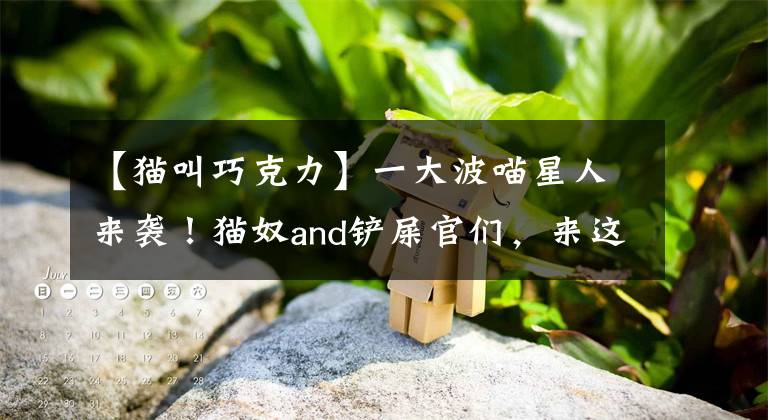 【貓叫巧克力】一大波喵星人來襲！貓奴and鏟屎官們，來這里找找你的專屬應(yīng)用