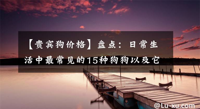 【貴賓狗價格】盤點：日常生活中最常見的15種狗狗以及它們的價格