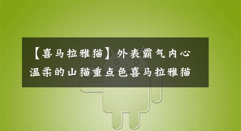 【喜馬拉雅貓】外表霸氣內(nèi)心溫柔的山貓重點色喜馬拉雅貓