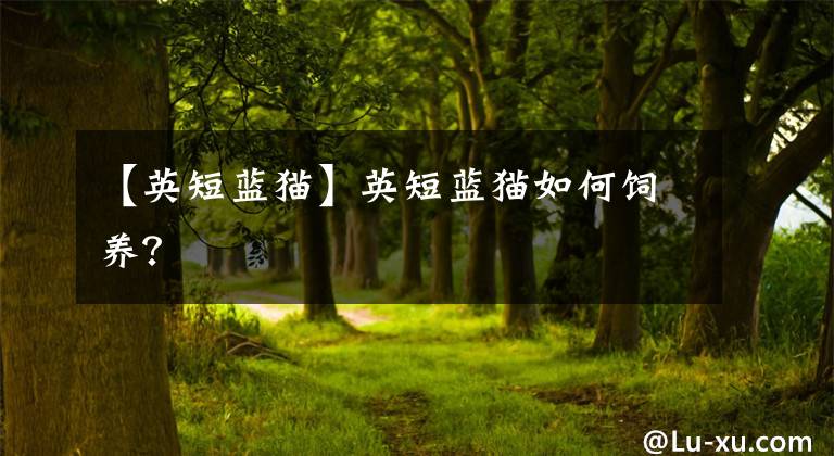 【英短藍(lán)貓】英短藍(lán)貓如何飼養(yǎng)？