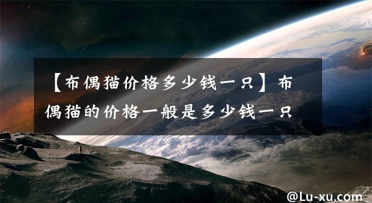 【布偶貓價格多少錢一只】布偶貓的價格一般是多少錢一只？市場上買的布偶貓要多少錢？