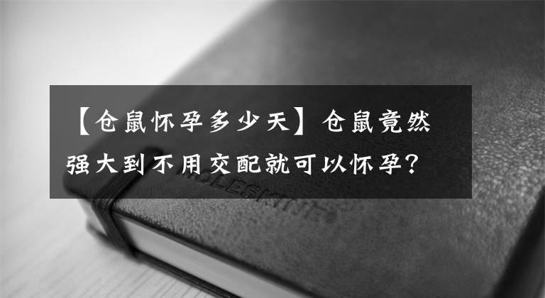 【倉(cāng)鼠懷孕多少天】倉(cāng)鼠竟然強(qiáng)大到不用交配就可以懷孕？生不完可以存著下次接著生？