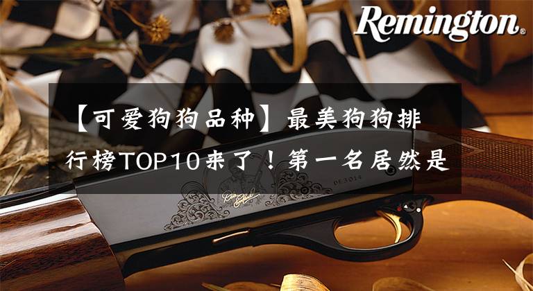 【可愛狗狗品種】最美狗狗排行榜TOP10來了！第一名居然是它...你服嗎？