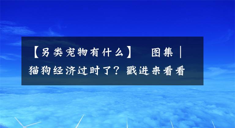 【另類寵物有什么】?圖集｜貓狗經(jīng)濟(jì)過時(shí)了？戳進(jìn)來看看！這里的另類爬寵有木有萌到你？