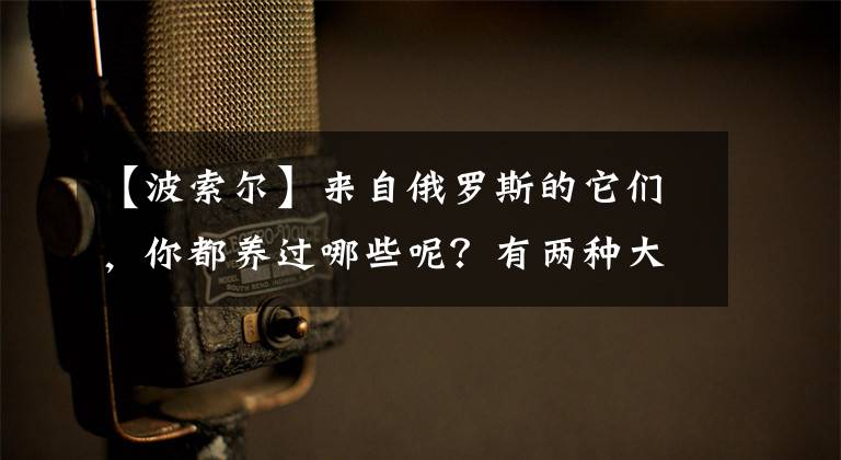 【波索爾】來(lái)自俄羅斯的它們，你都養(yǎng)過(guò)哪些呢？有兩種大家絕對(duì)熟悉！