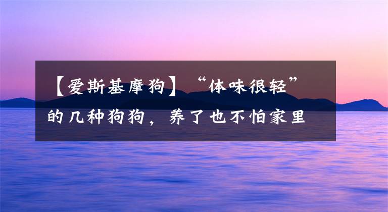 【愛斯基摩狗】“體味很輕”的幾種狗狗，養(yǎng)了也不怕家里有狗臭