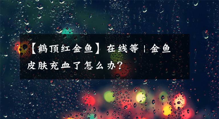 【鶴頂紅金魚】在線等 | 金魚皮膚充血了怎么辦？