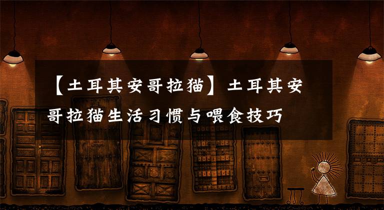 【土耳其安哥拉貓】土耳其安哥拉貓生活習(xí)慣與喂食技巧