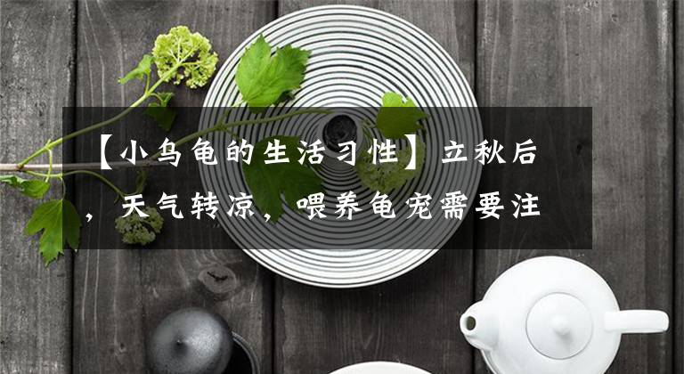 【小烏龜?shù)纳盍?xí)性】立秋后，天氣轉(zhuǎn)涼，喂養(yǎng)龜寵需要注意什么問題？