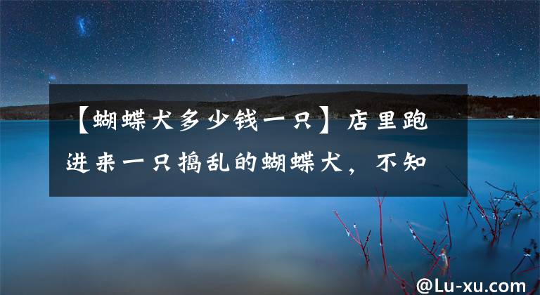 【蝴蝶犬多少錢一只】店里跑進來一只搗亂的蝴蝶犬，不知道怎么辦了