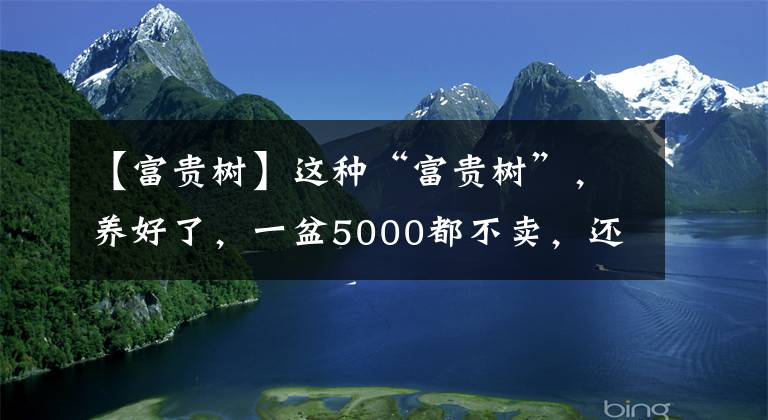 【富貴樹】這種“富貴樹”，養(yǎng)好了，一盆5000都不賣，還真能夠給人帶來富貴