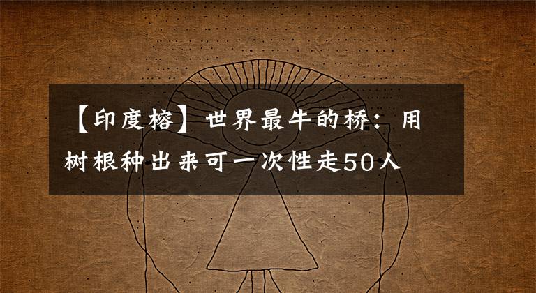 【印度榕】世界最牛的橋：用樹根種出來可一次性走50人