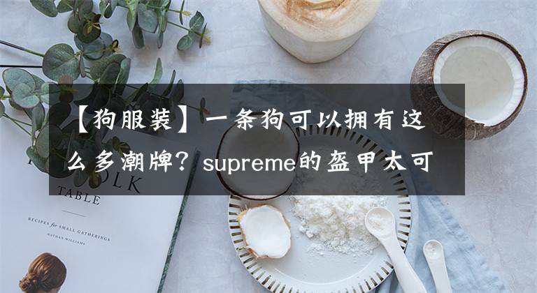 【狗服裝】一條狗可以擁有這么多潮牌？supreme的盔甲太可愛了，求定制電話