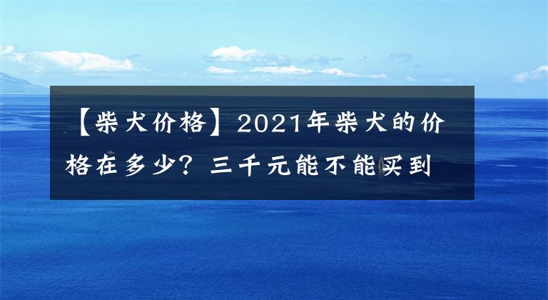 【柴犬價(jià)格】2021年柴犬的價(jià)格在多少？三千元能不能買到純種的柴犬？