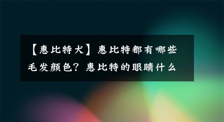 【惠比特犬】惠比特都有哪些毛發(fā)顏色？惠比特的眼睛什么顏色的比較純？