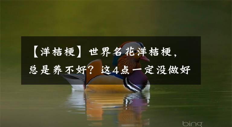 【洋桔?！渴澜缑ㄑ蠼酃?，總是養(yǎng)不好？這4點(diǎn)一定沒做好