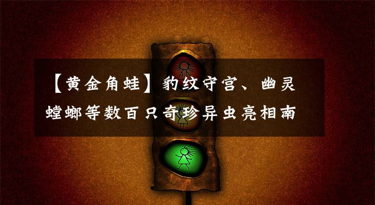 【黃金角蛙】豹紋守宮、幽靈螳螂等數(shù)百只奇珍異蟲亮相南京