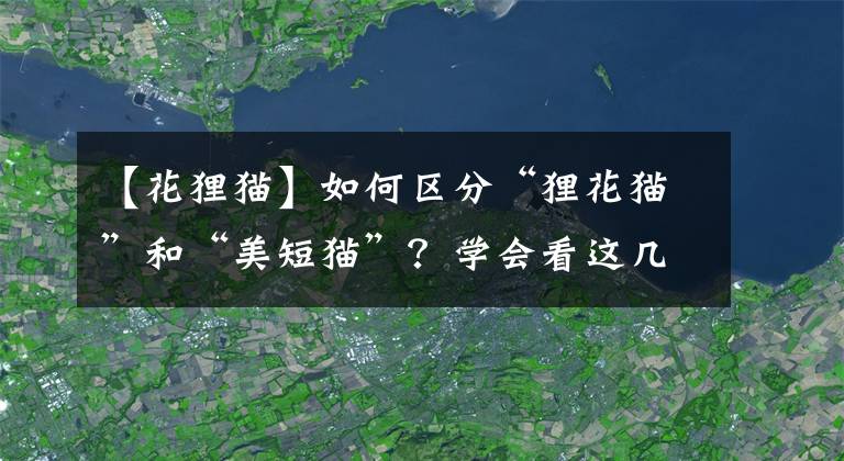 【花貍貓】如何區(qū)分“貍花貓”和“美短貓”？學(xué)會看這幾點，就不會被騙了