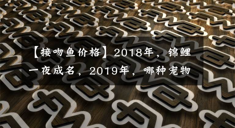 【接吻魚價(jià)格】2018年，錦鯉一夜成名，2019年，哪種寵物魚會(huì)成功逆襲？你猜猜看