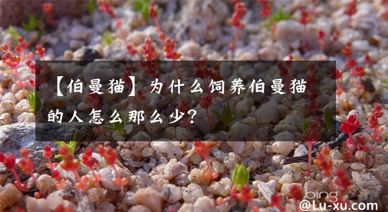 【伯曼貓】為什么飼養(yǎng)伯曼貓的人怎么那么少？