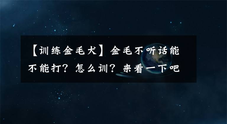 【訓練金毛犬】金毛不聽話能不能打？怎么訓？來看一下吧