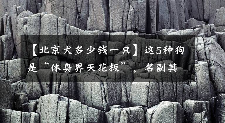 【北京犬多少錢一只】這5種狗是“體臭界天花板”，名副其實的“臭狗”