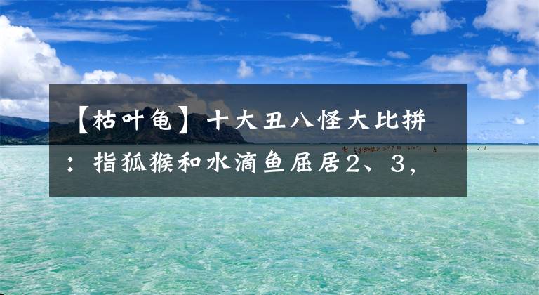 【枯葉龜】十大丑八怪大比拼：指狐猴和水滴魚屈居2、3，冠軍是外星人？