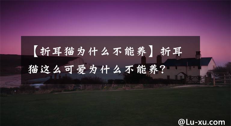 【折耳貓為什么不能養(yǎng)】折耳貓這么可愛(ài)為什么不能養(yǎng)？