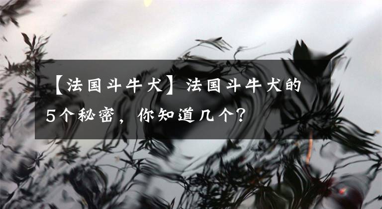 【法國(guó)斗牛犬】法國(guó)斗牛犬的5個(gè)秘密，你知道幾個(gè)？