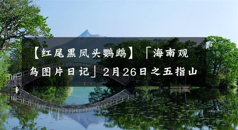 【紅尾黑鳳頭鸚鵡】「海南觀鳥圖片日記」2月26日之五指山（80P）