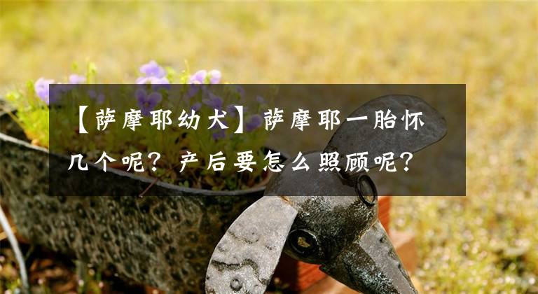 【薩摩耶幼犬】薩摩耶一胎懷幾個呢？產(chǎn)后要怎么照顧呢？你懂嗎？