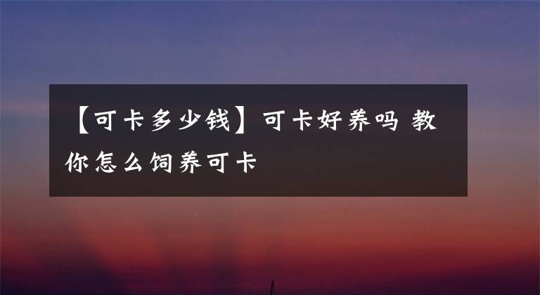 【可卡多少錢】可卡好養(yǎng)嗎 教你怎么飼養(yǎng)可卡