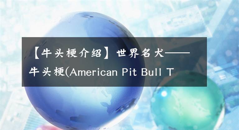 【牛頭梗介紹】世界名犬——牛頭梗(American Pit Bull Terrier)