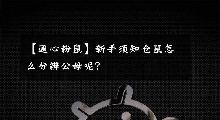 【通心粉鼠】新手須知倉鼠怎么分辨公母呢？