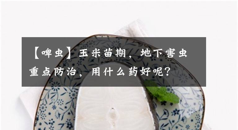 【啤蟲】玉米苗期，地下害蟲重點防治，用什么藥好呢？