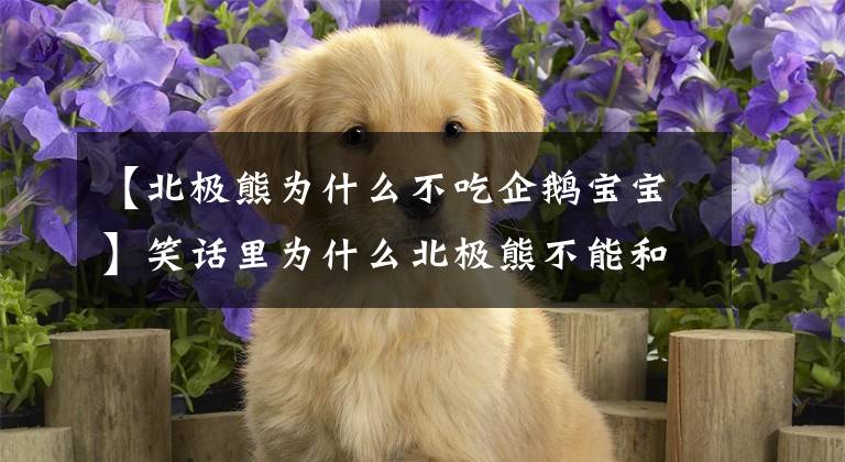 【北極熊為什么不吃企鵝寶寶】笑話里為什么北極熊不能和企鵝在一起的這個(gè)梗，真的對(duì)嗎？