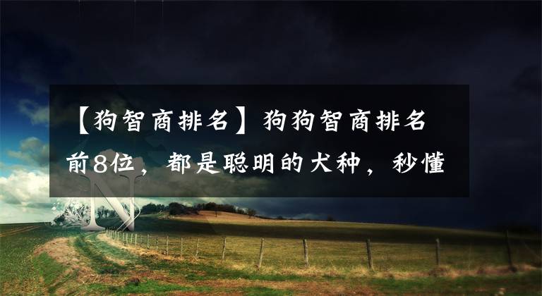 【狗智商排名】狗狗智商排名前8位，都是聰明的犬種，秒懂主人的意思