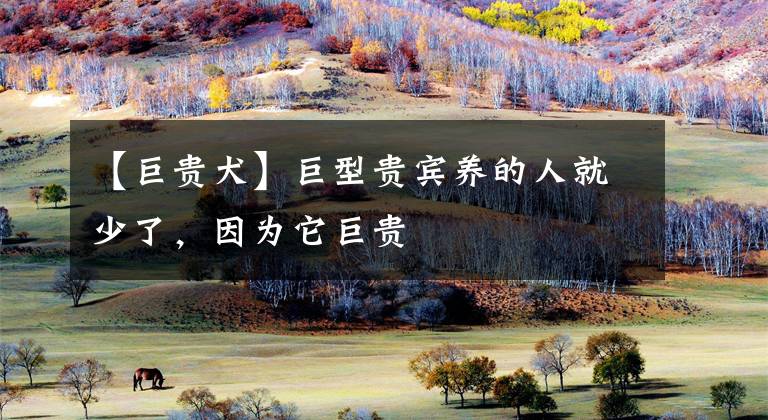 【巨貴犬】巨型貴賓養(yǎng)的人就少了，因?yàn)樗拶F