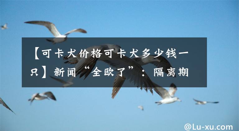 【可卡犬價(jià)格可卡犬多少錢一只】新聞“全歐了”：隔離期間 有狗子陪伴真好