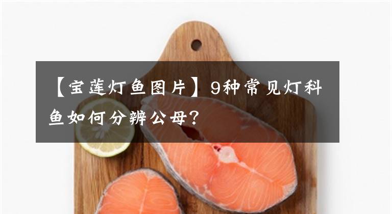 【寶蓮燈魚(yú)圖片】9種常見(jiàn)燈科魚(yú)如何分辨公母？