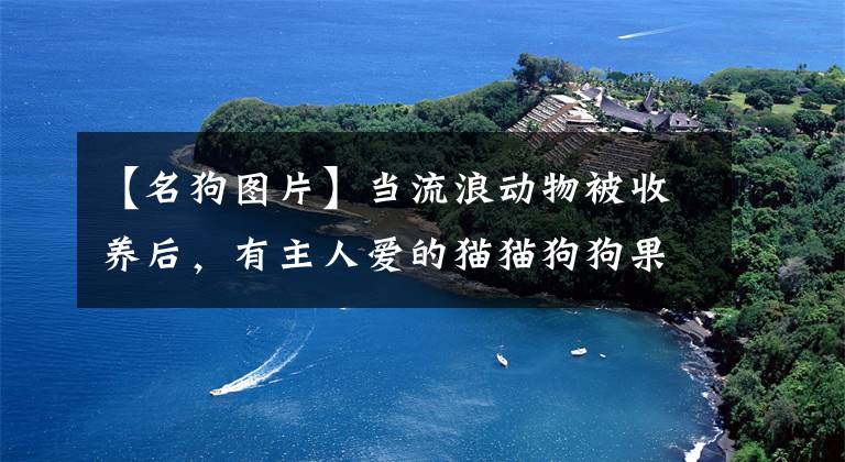 【名狗圖片】當(dāng)流浪動物被收養(yǎng)后，有主人愛的貓貓狗狗果然不一樣了