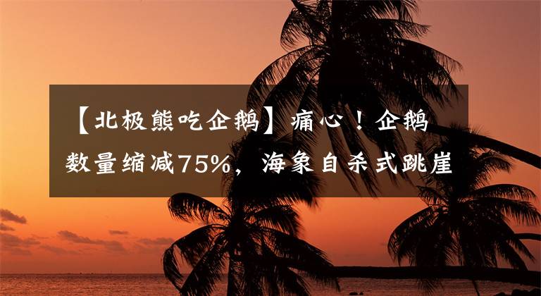 【北極熊吃企鵝】痛心！企鵝數(shù)量縮減75%，海象自殺式跳崖，北極熊吃幼崽該警醒了