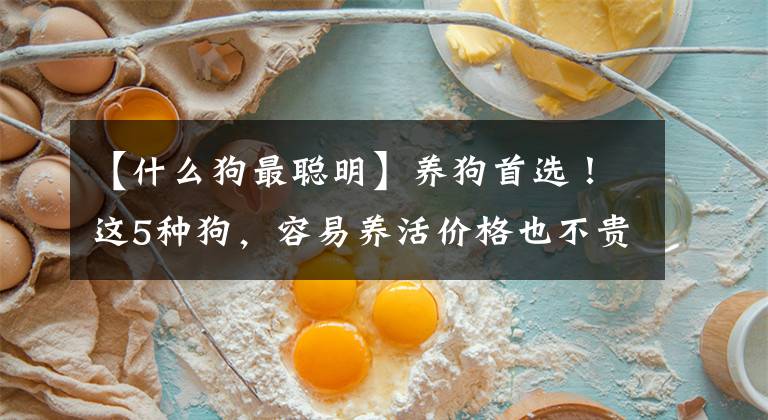 【什么狗最聰明】養(yǎng)狗首選！這5種狗，容易養(yǎng)活價格也不貴