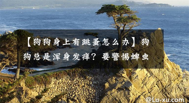 【狗狗身上有跳蚤怎么辦】狗狗總是渾身發(fā)癢？要警惕蜱蟲與跳蚤，使用這一招讓它們?nèi)o蹤