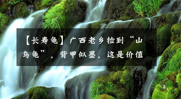 【長壽龜】廣西老鄉(xiāng)撿到“山烏龜”，背甲似墨，這是價值數(shù)千元的石墨龜？