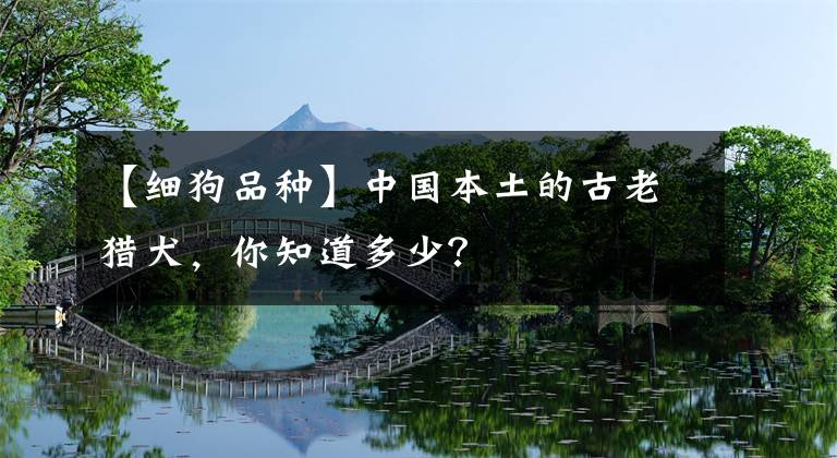 【細(xì)狗品種】中國(guó)本土的古老獵犬，你知道多少？