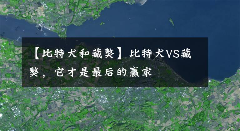 【比特犬和藏獒】比特犬VS藏獒，它才是最后的贏家