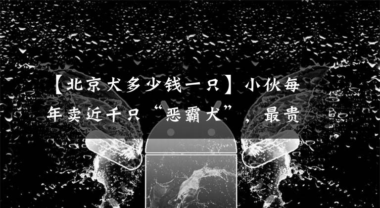 【北京犬多少錢一只】小伙每年賣近千只“惡霸犬”，最貴30萬一只，“我很丑但很溫柔”